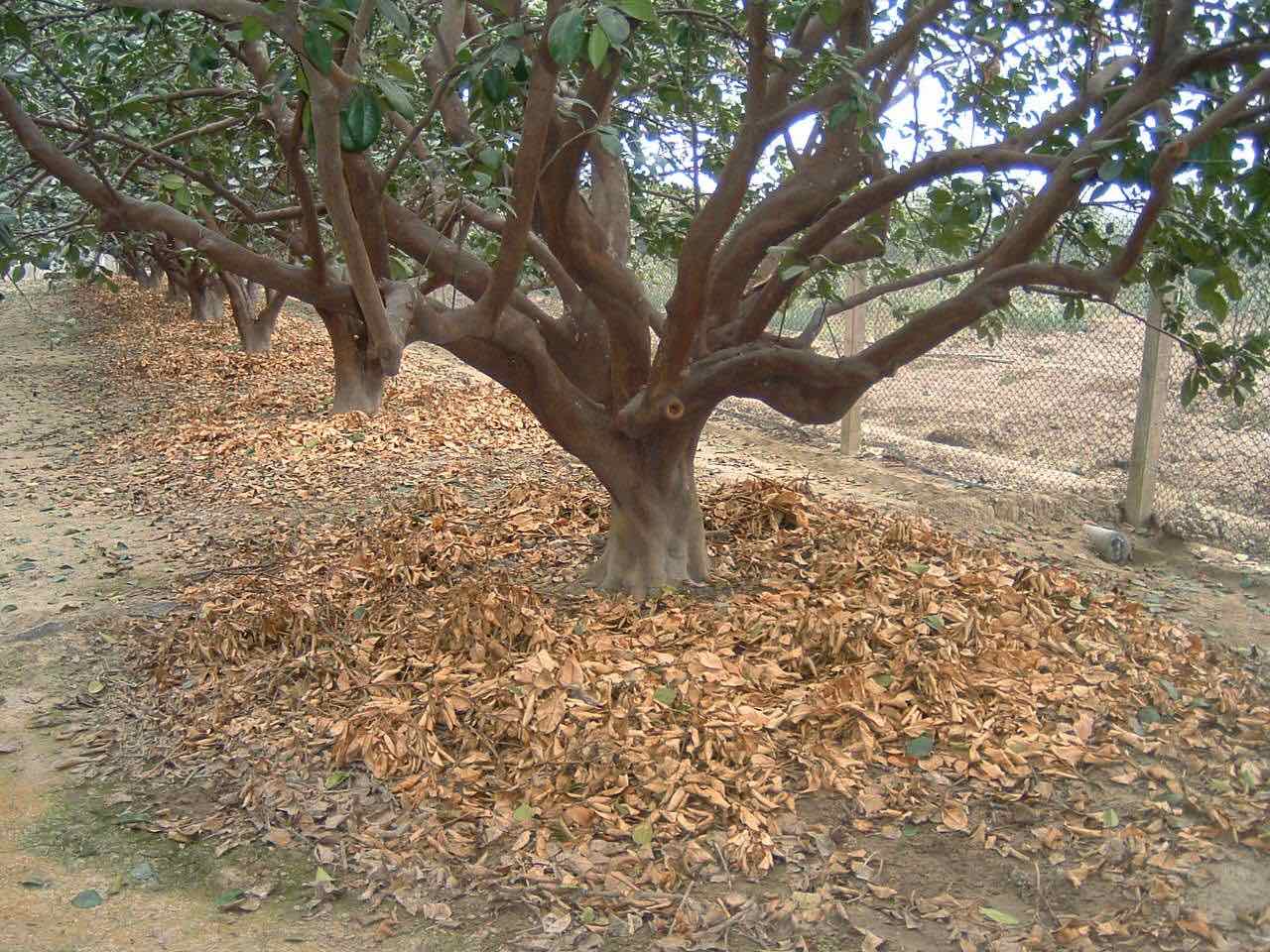 修剪新芽及疏枝