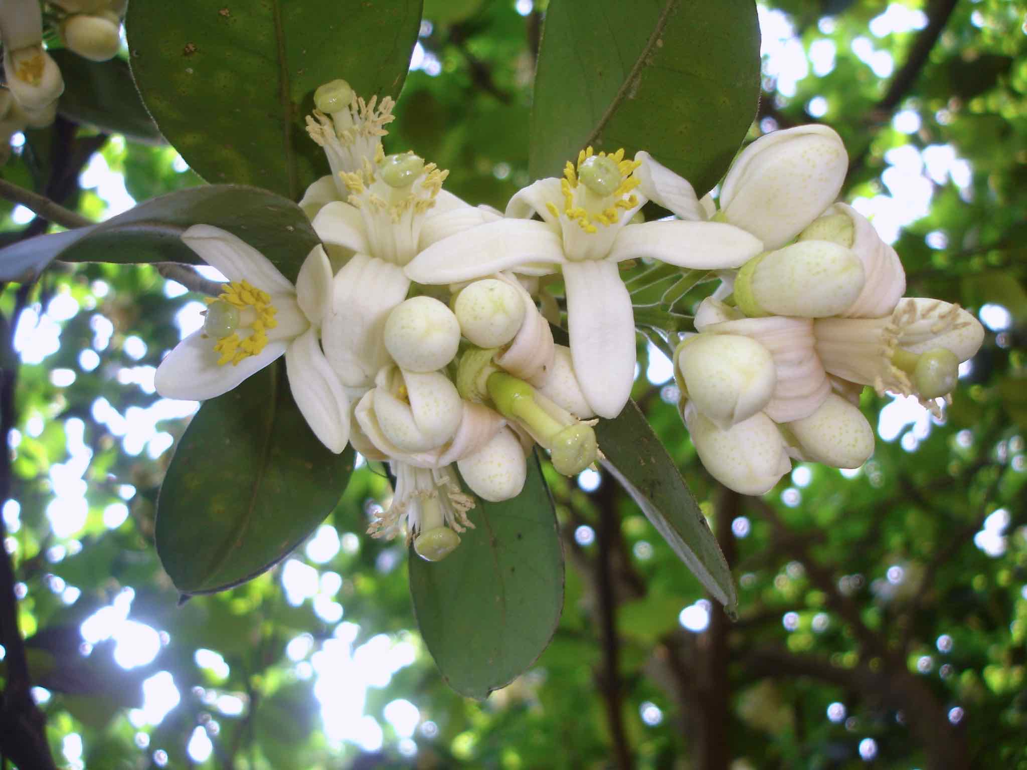 滿園芬芳